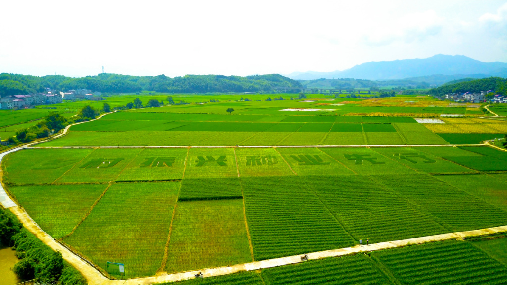 "種"出"芯"希望&mdash;&mdash;福建種業振興進行時