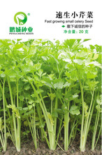 【香芹蔬菜種子】香芹蔬菜種子價(jià)格/圖片_香芹蔬菜種子批發(fā)/采購(gòu)_香芹蔬菜種子廠家/供應(yīng)商