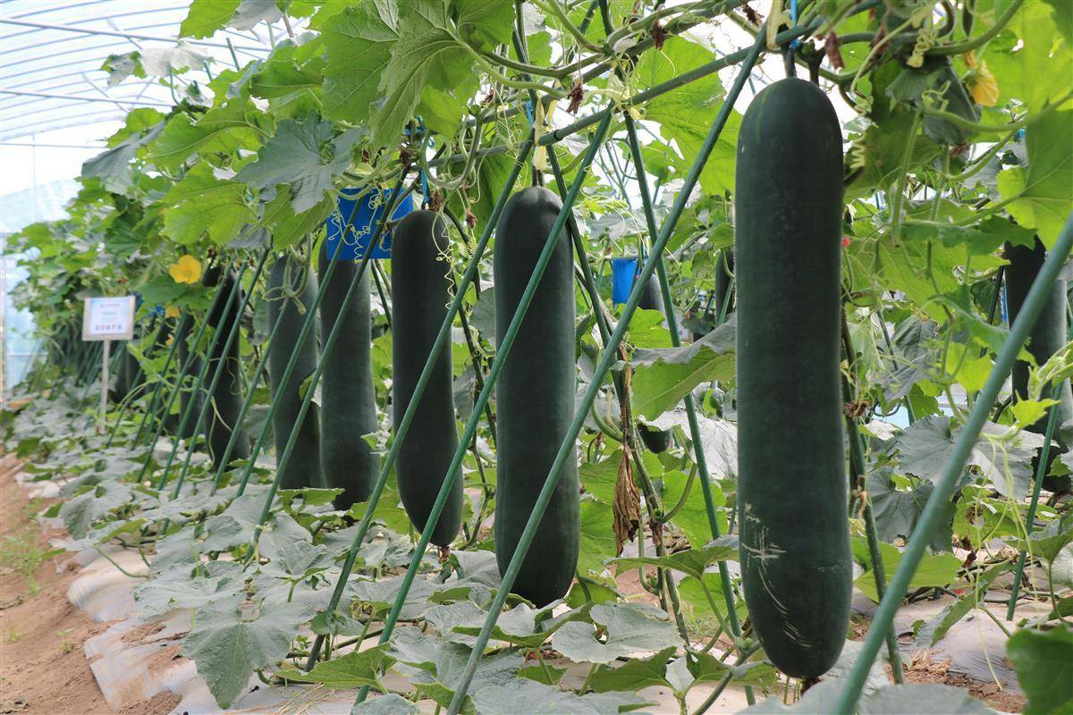 定了!6月2日,武漢種博會(huì)開(kāi)幕