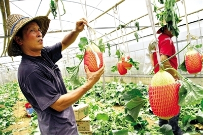 東盟經(jīng)開(kāi)區(qū)農(nóng)產(chǎn)品閃耀2013中國(guó)國(guó)際種業(yè)博覽會(huì)_農(nóng)業(yè)區(qū)域經(jīng)濟(jì)_新浪財(cái)經(jīng)_新浪網(wǎng)