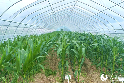 &ldquo;靠&rdquo;好山、&ldquo;吃&rdquo;好海 福建省政協農業農村委開展漁港、種業發展調研