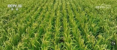 我國畜禽核心種源自給率超75%，資源保護體系更加完善