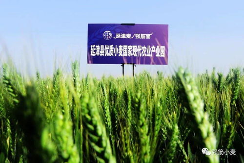 歲歲冬至，種業新篇