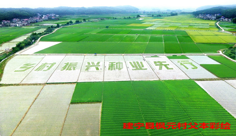 福建稻田畫卷 描繪現代種業新篇章
