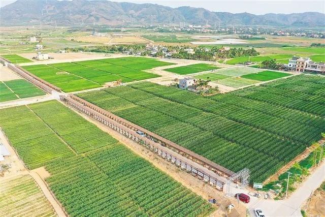 深度參與南繁產業建設，海墾南繁產業集團 打造種業新力量