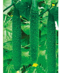 山東濰坊惠農種業 科技興農，良種先行——產品展示與種業發展新篇章