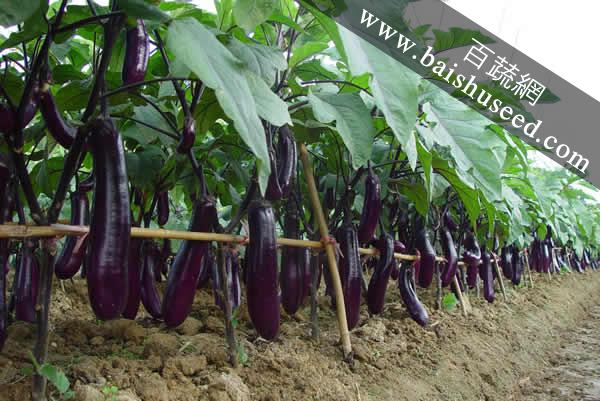 廣東粵蔬貝司特3號長茄 農科院遲熟高產品種，畝產超5000公斤的種植優選