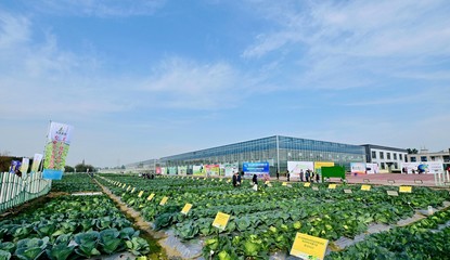 菜博會揭幕，中國南方蔬菜種業(yè)創(chuàng)新中心亮相，引領(lǐng)“菜立方”時代