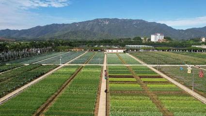 圖集 | 活力柯木塱 種業(yè)人牽掛的沃土與搖籃